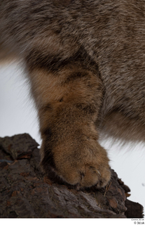 Wildcat Felis silvestris leg paw 0003.jpg